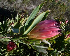 Protea burchellii