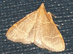 Hypsopygia glaucinalis