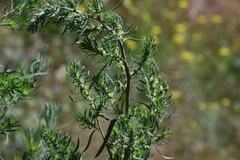 Artemisia dracunculus