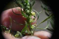 Artemisia dracunculus