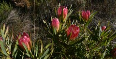 Protea burchellii