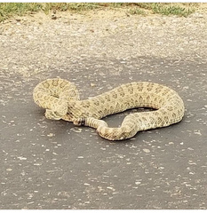 Crotalus viridis