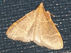 Hypsopygia glaucinalis