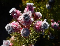 Serruria rosea