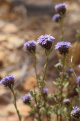 Globularia alypum image