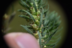 Artemisia dracunculus