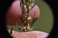 Artemisia dracunculus