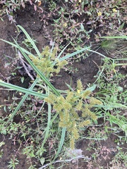 Cyperus erythrorhizos