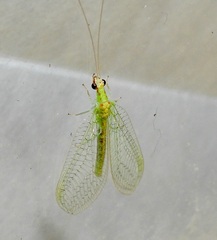 Chrysopa quadripunctata