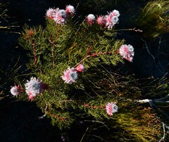 Serruria rosea