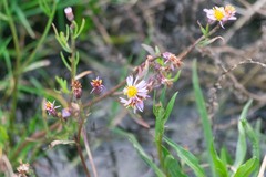 Tripolium pannonicum