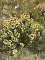 Leucadendron tinctum