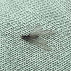 Reticulitermes hesperus