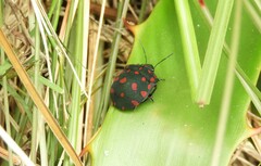 Pachycoris torridus