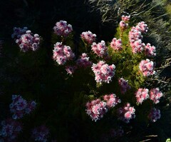 Serruria rosea