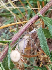 Stagmomantis