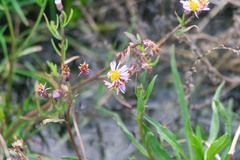 Tripolium pannonicum