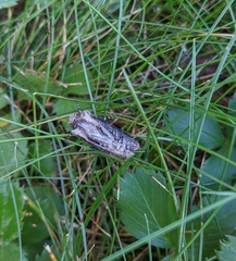 Agrotis venerabilis