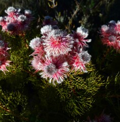 Serruria rosea