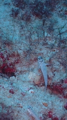 Gobius tetrophthalmus