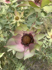 Leucadendron tinctum