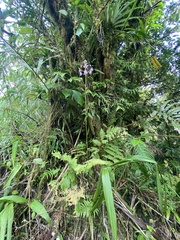 Spathoglottis pacifica