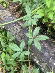 Rubus trivialis