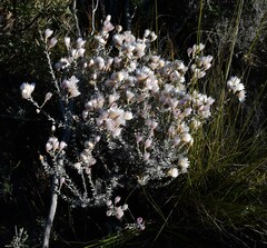 Syncarpha speciosissima