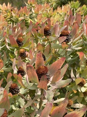 Leucadendron tinctum