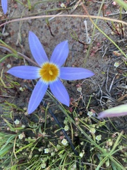 Romulea tabularis