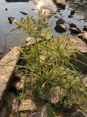 Cyperus erythrorhizos