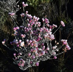 Syncarpha speciosissima