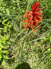 Dichromanthus cinnabarinus