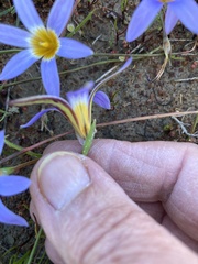 Romulea tabularis