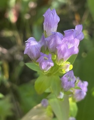 Gentianella quinquefolia
