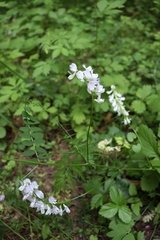 Vicia sylvatica