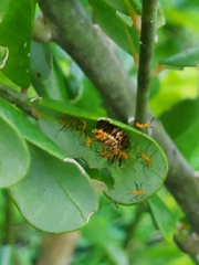 Zelus longipes