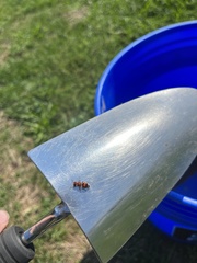 Pseudomethoca simillima