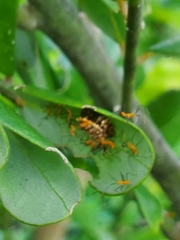 Zelus longipes