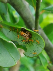 Zelus longipes