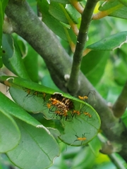 Zelus longipes