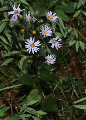 Symphyotrichum anomalum