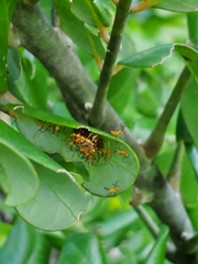 Zelus longipes