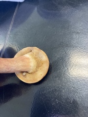 Tylopilus badiceps