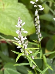 Polygala paniculata