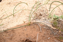 Iridaceae