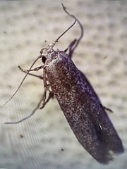 Blastobasis glandulella