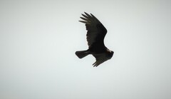 Cathartes burrovianus