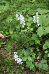 Vicia sylvatica