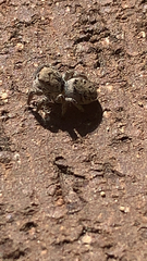 Habronattus coecatus